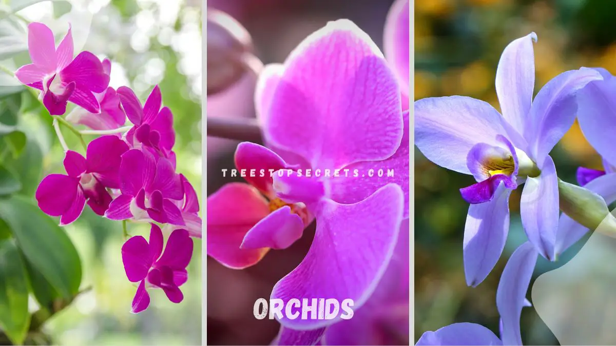 Spiritual Meaning of Orchids: Exploring the Roots of a Beloved Flower