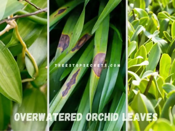 Overwatered Orchid Leaves: Signs to Watch For