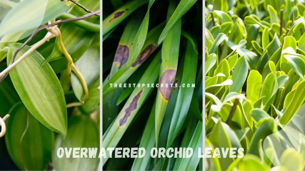 Overwatered Orchid Leaves: Signs to Watch For