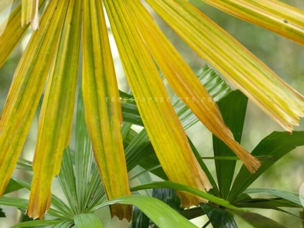 Palm Leaves Yellowing: Treatment and Prevention Tips