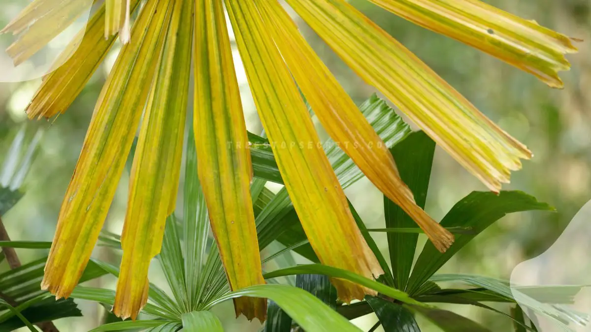 Palm Leaves Yellowing: Treatment and Prevention Tips