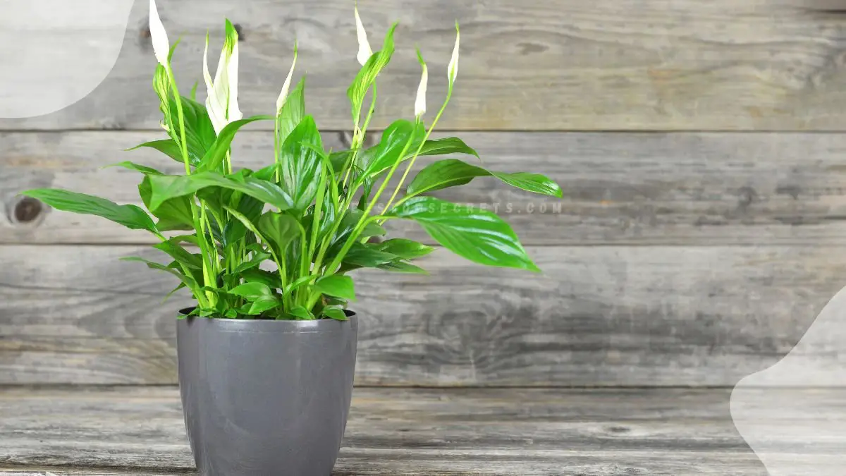 Peace Flower Meaning: The Spiritual & Cultural Significance of Peace Lilies