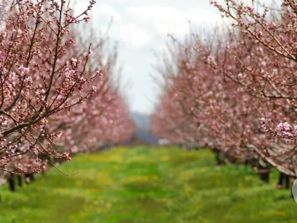 Peach Trees Flowers: A Guide to Ornamental Blooms