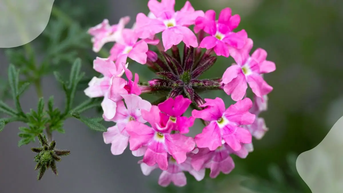 Perennial Flower Verbena: Annual or Perennial?