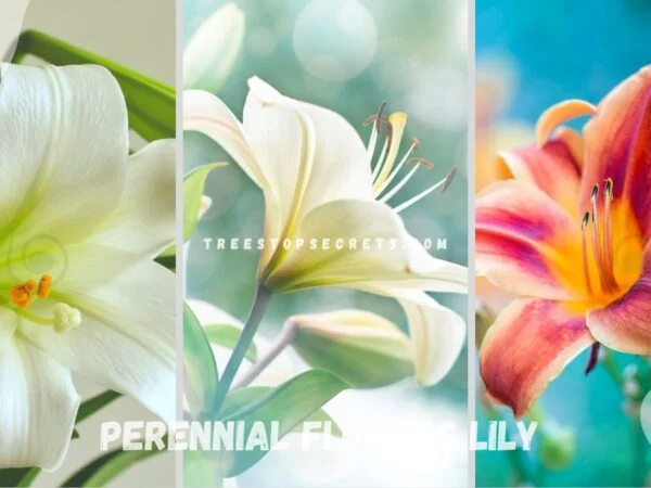 Perennial Flowers Lily: Ultimate Guide