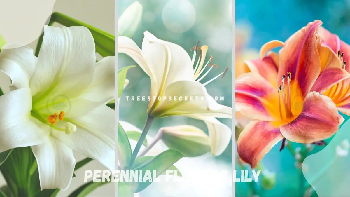 Perennial Flowers Lily: Ultimate Guide