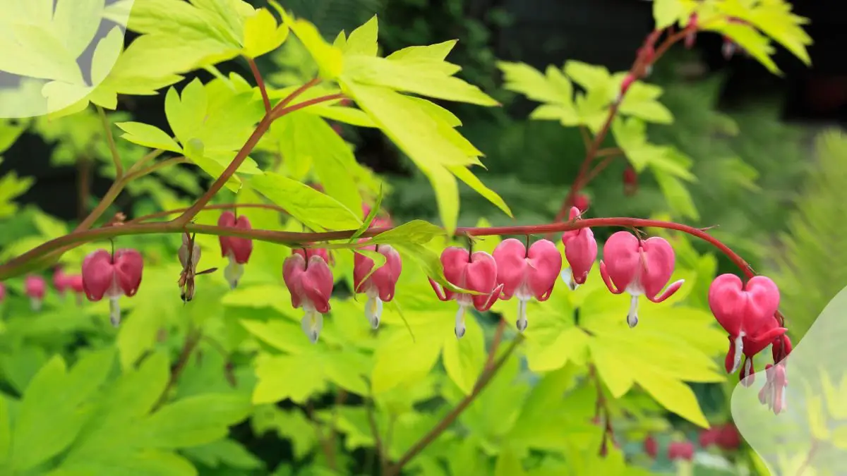 Perennial Plants for Full Shade: Ultimate Guide