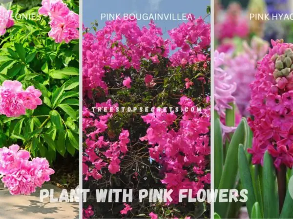 Plant with Pink Flowers: Stunning Pink Blooms Guide