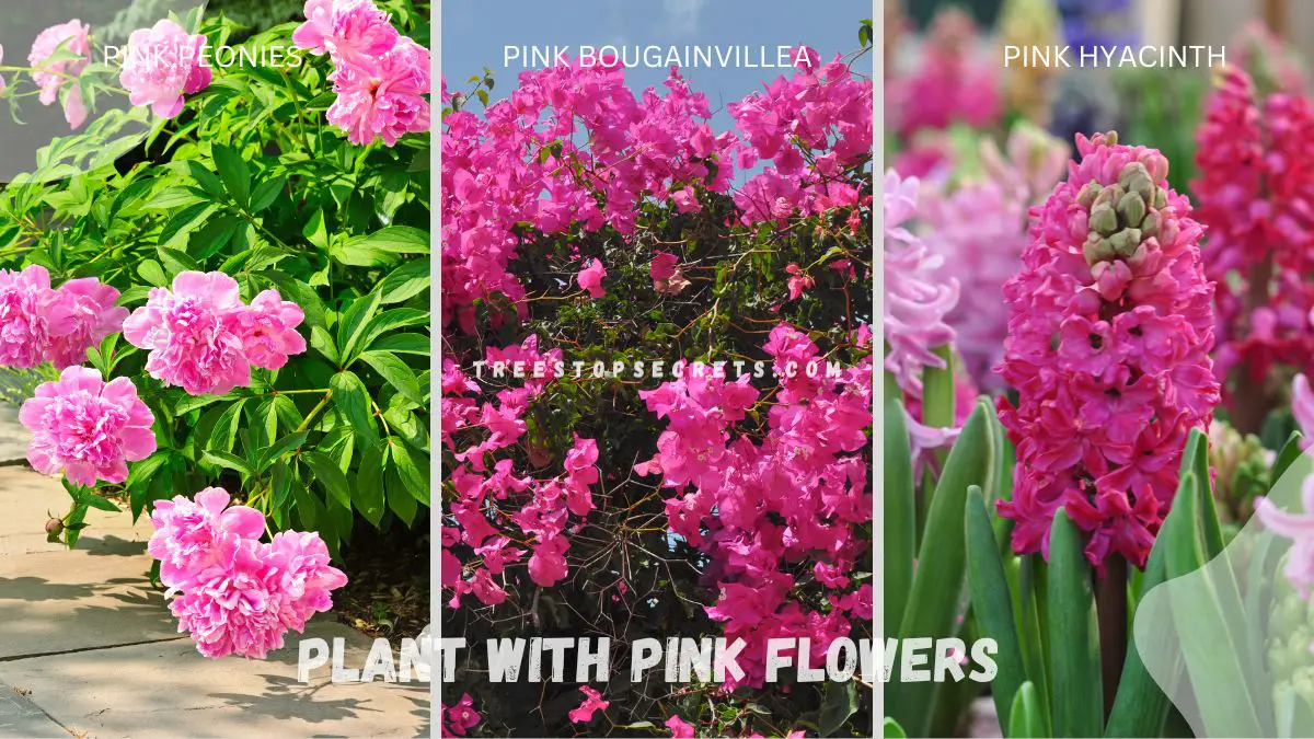 Plant with Pink Flowers: Stunning Pink Blooms Guide