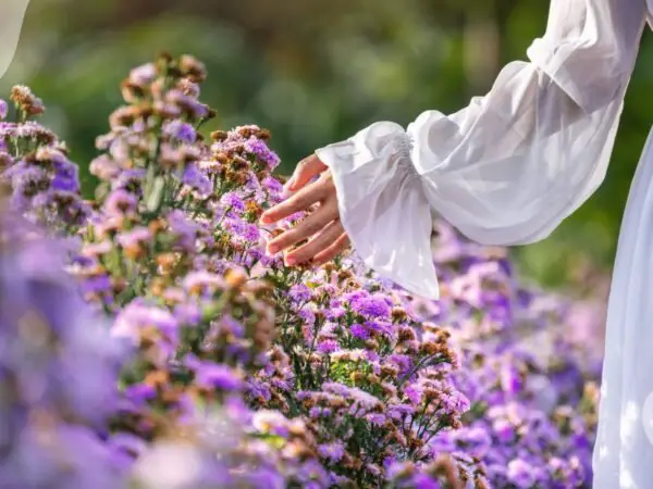 Plant with Purple Flowers: Best Picks for Your Garden