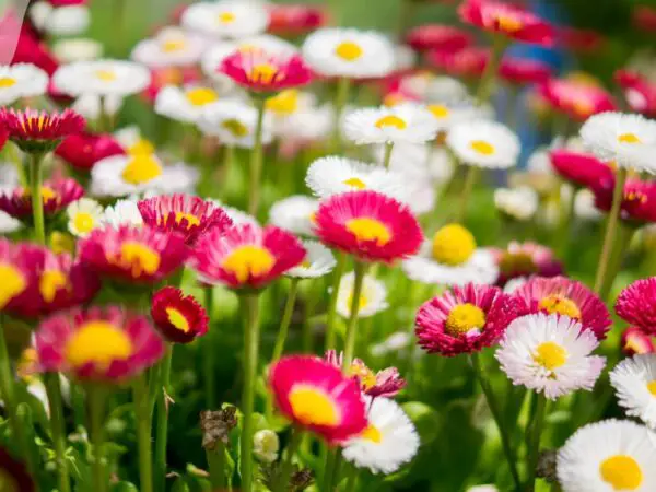 Plants Flower All Summer: 8 Colorful Blooms for Your Garden