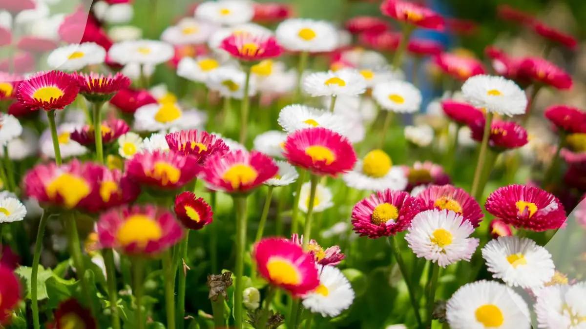 Plants Flower All Summer: 8 Colorful Blooms for Your Garden