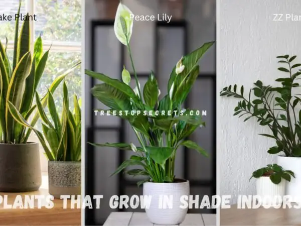 Plants that Grow in Shade Indoors: Top 15 Lush Picks