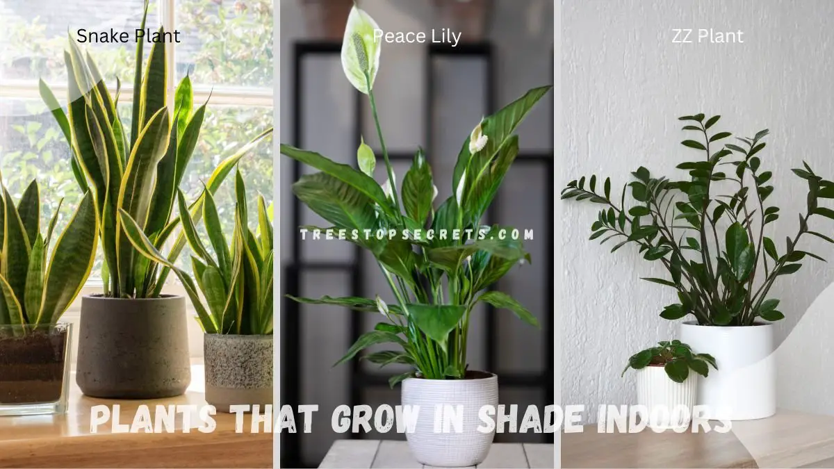 Plants that Grow in Shade Indoors: Top 15 Lush Picks