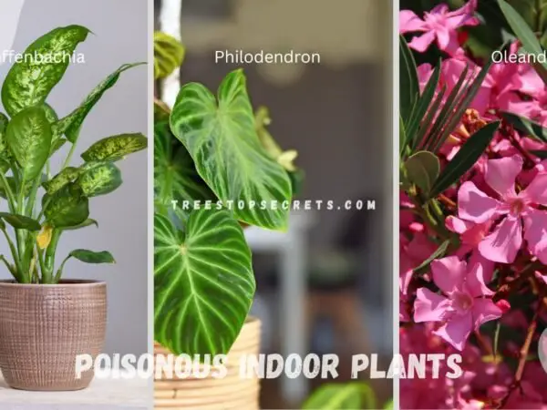 Poisonous Indoor Plants: Spotting Toxic Houseplants
