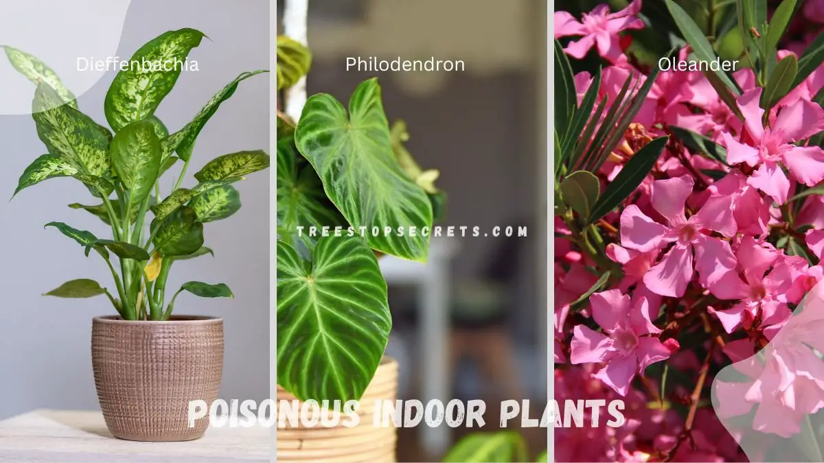 Poisonous Indoor Plants: Spotting Toxic Houseplants