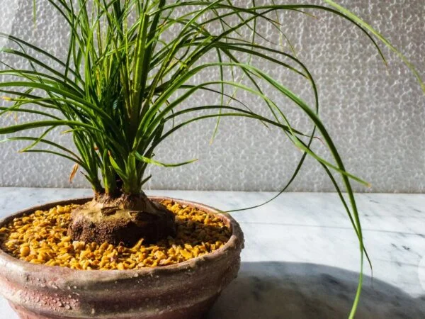 Ponytail Palm Plant Care: The Ultimate Guide