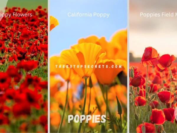Poppies: How to Plant, Grow, Harvest