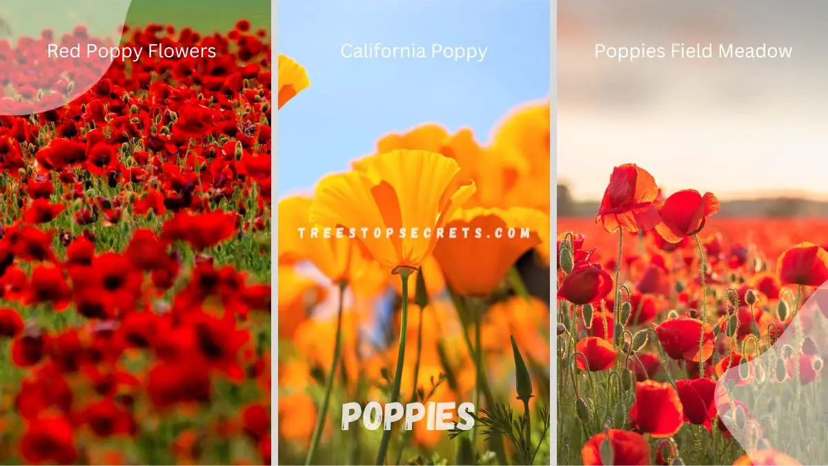 Poppies: How to Plant, Grow, Harvest