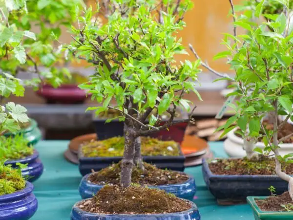 Popular Bonsai Trees: Beginner's Guide