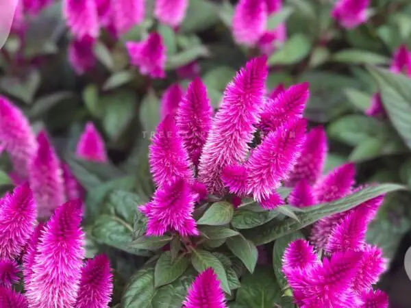 Purple Annual Flowers: Top 3 Picks for Your Garden