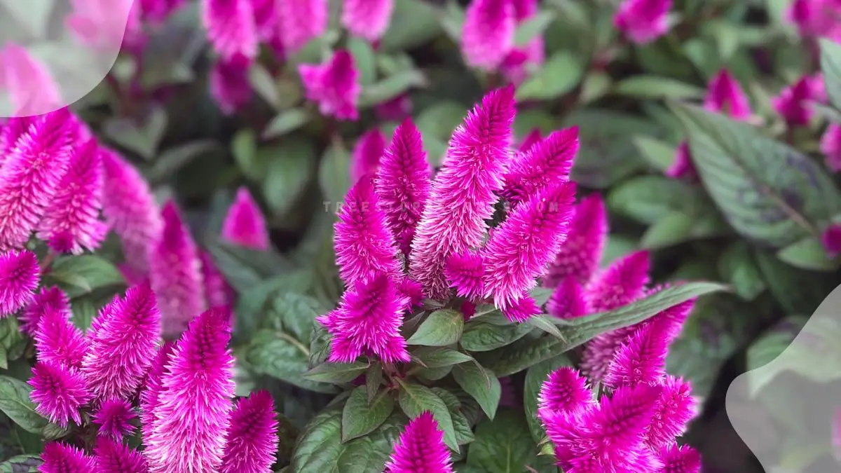 Purple Annual Flowers: Top 3 Picks for Your Garden