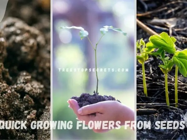 Quick Growing Flowers from Seeds: Planting Guide - Gardening101.com