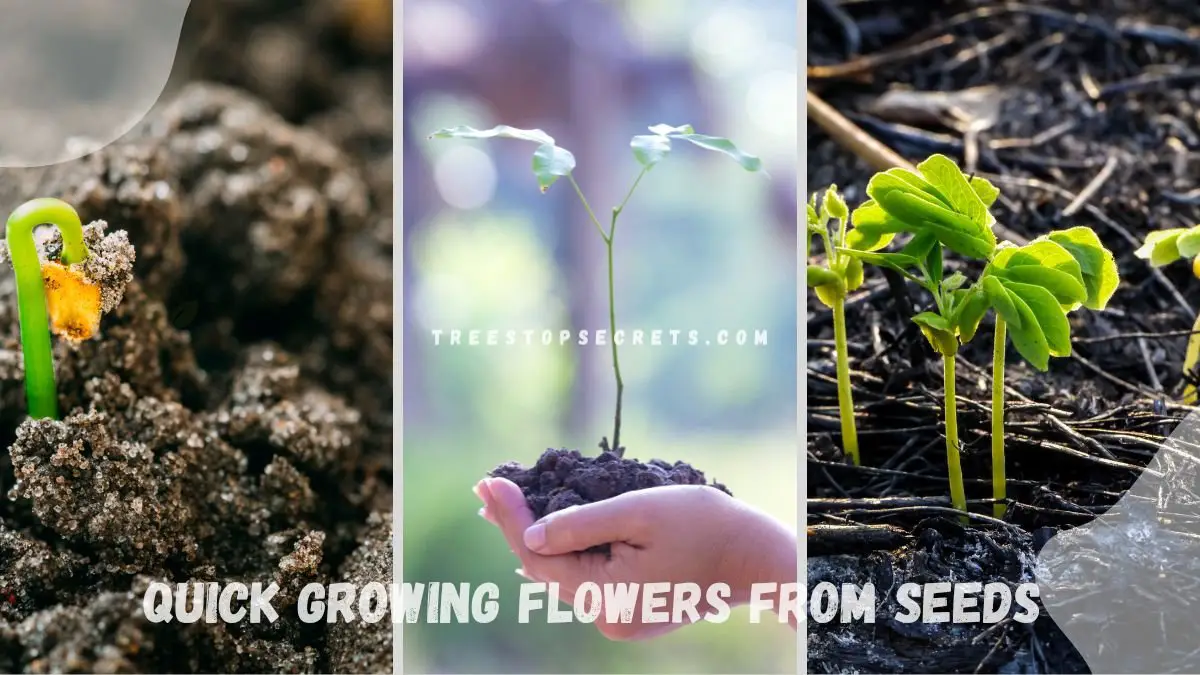 Quick Growing Flowers from Seeds: Planting Guide - Gardening101.com