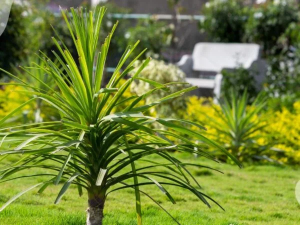 Ravenea Majesty Palm Care: Complete Guide