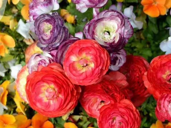 Ravishing R Flowers: Unveiling Garden Gems