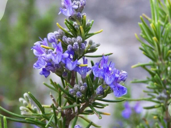 Rosemary Flower Plant: Characteristics, Culinary Uses, and Cultivation Tips