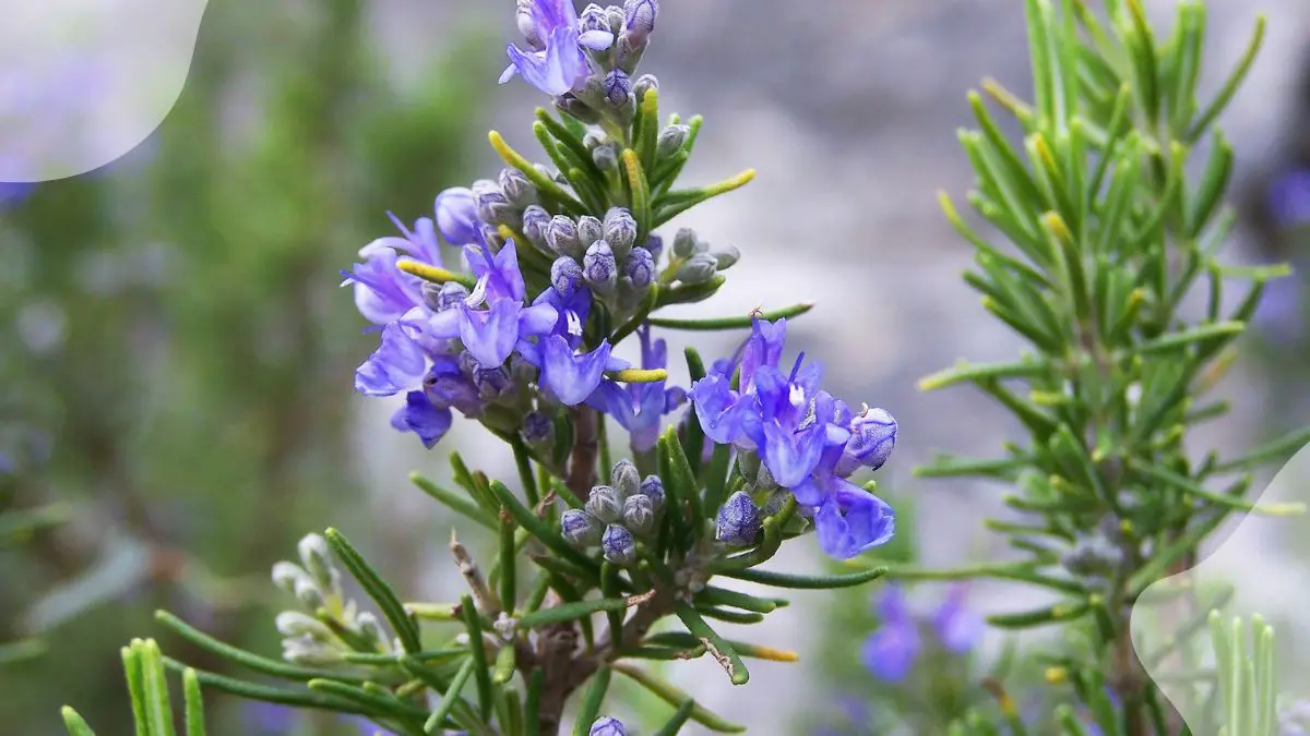 Rosemary Flower Plant: Characteristics, Culinary Uses, and Cultivation Tips