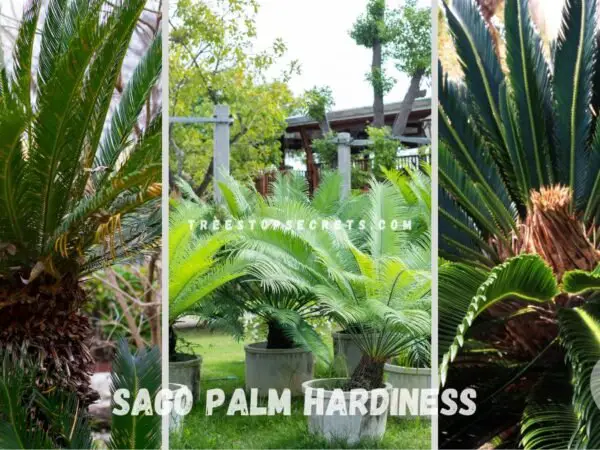 Sago Palm Hardiness: Ultimate Cold Guide