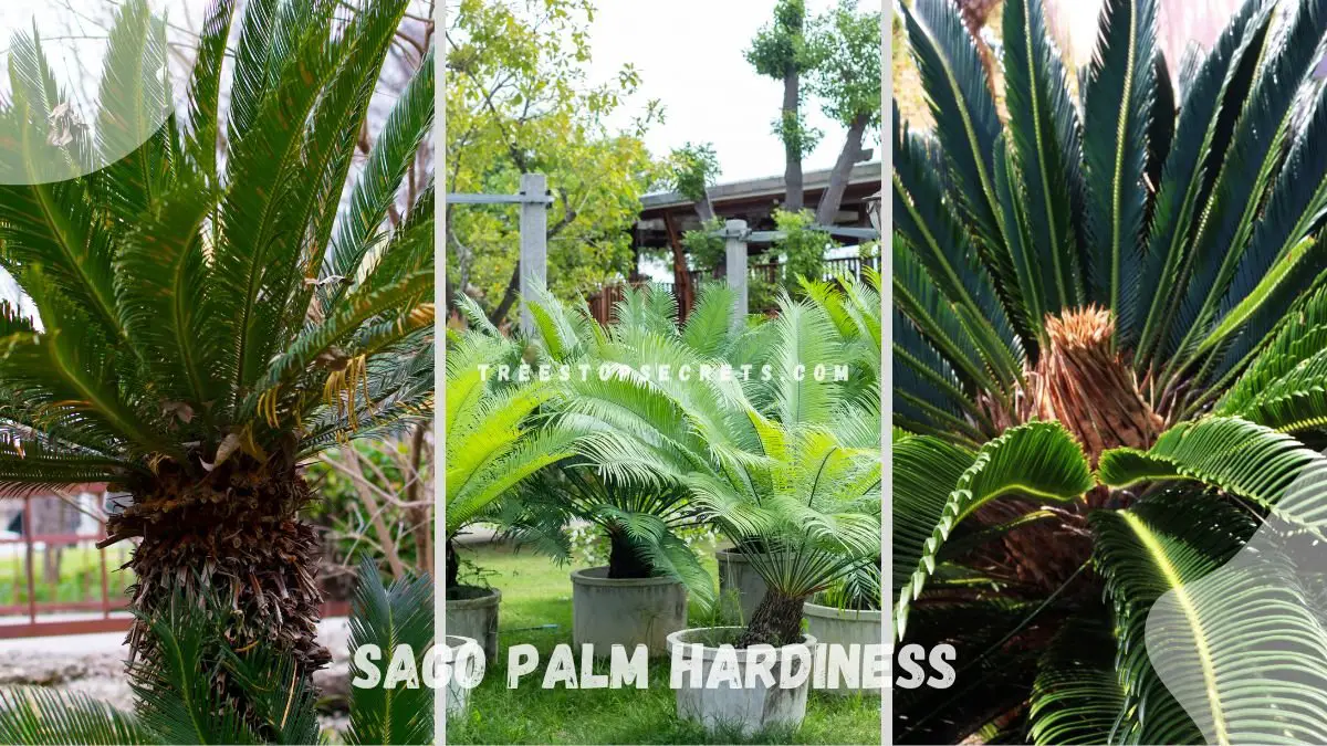 Sago Palm Hardiness: Ultimate Cold Guide