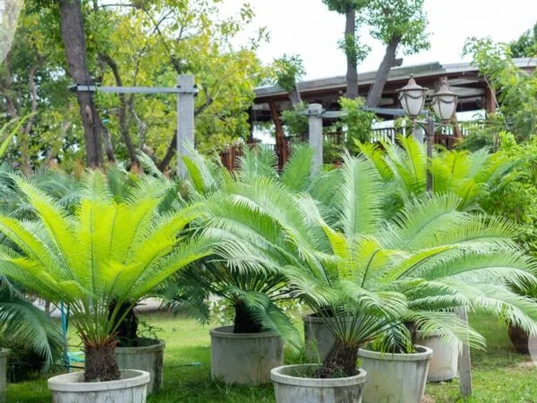 Sago Palm Plants Care: Essential Tips for Thriving Palms