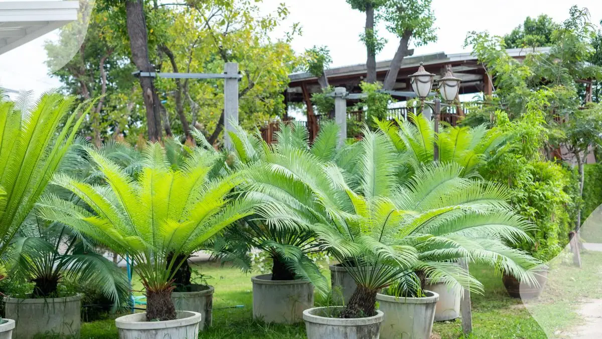 Sago Palm Plants Care: Essential Tips for Thriving Palms