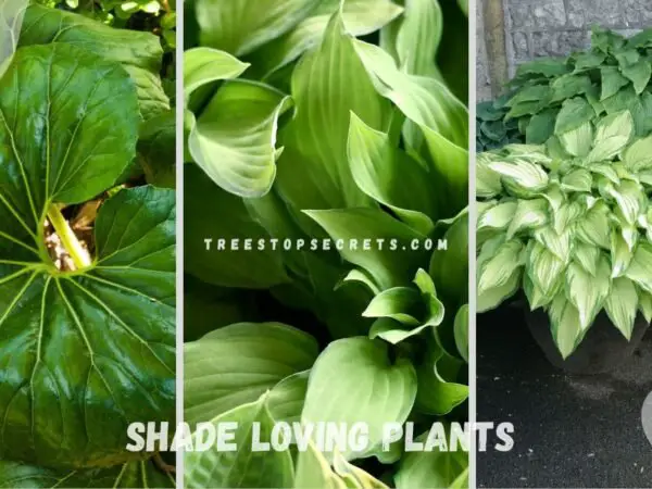 Shade Loving Plants: Perfect Selection for Your Garden