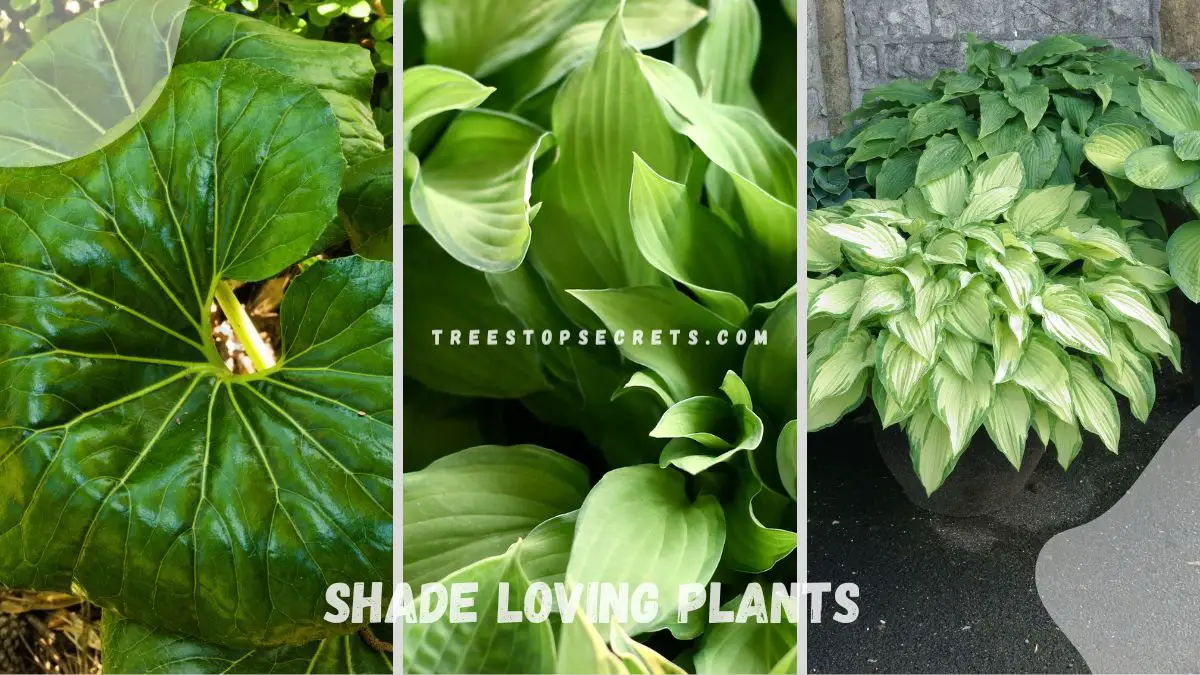 Shade Loving Plants: Perfect Selection for Your Garden