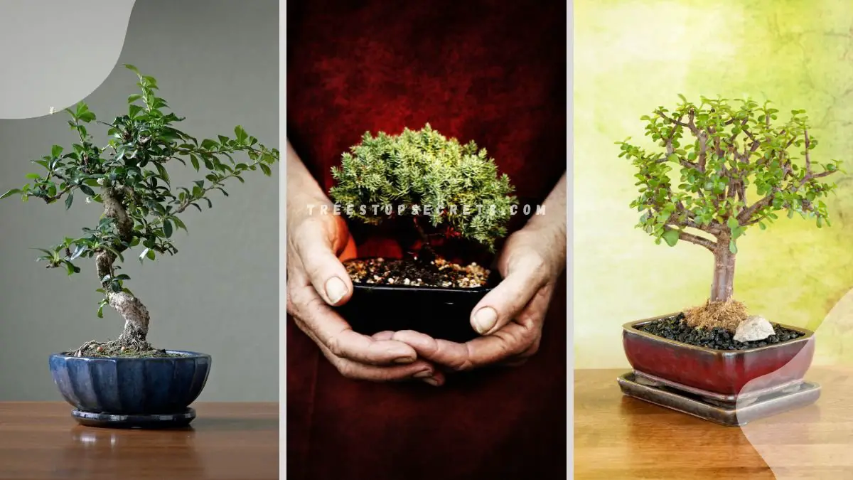 Small Bonsai Plants: Ultimate Care Guide | Bonsai Empire