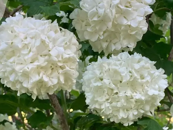 Snowball Flowers: Ultimate Viburnum Guide