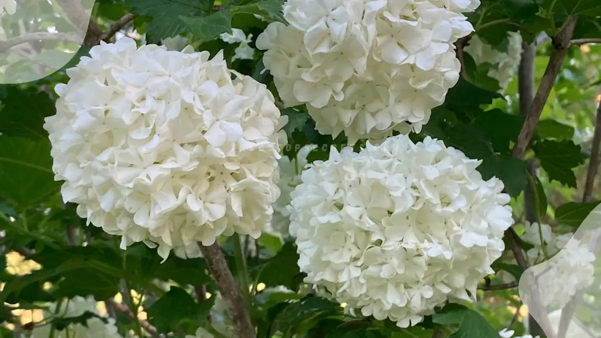 Snowball Flowers: Ultimate Viburnum Guide