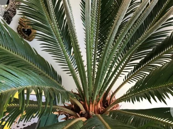 Spiky Palm Plants: Care, Issues, Benefits