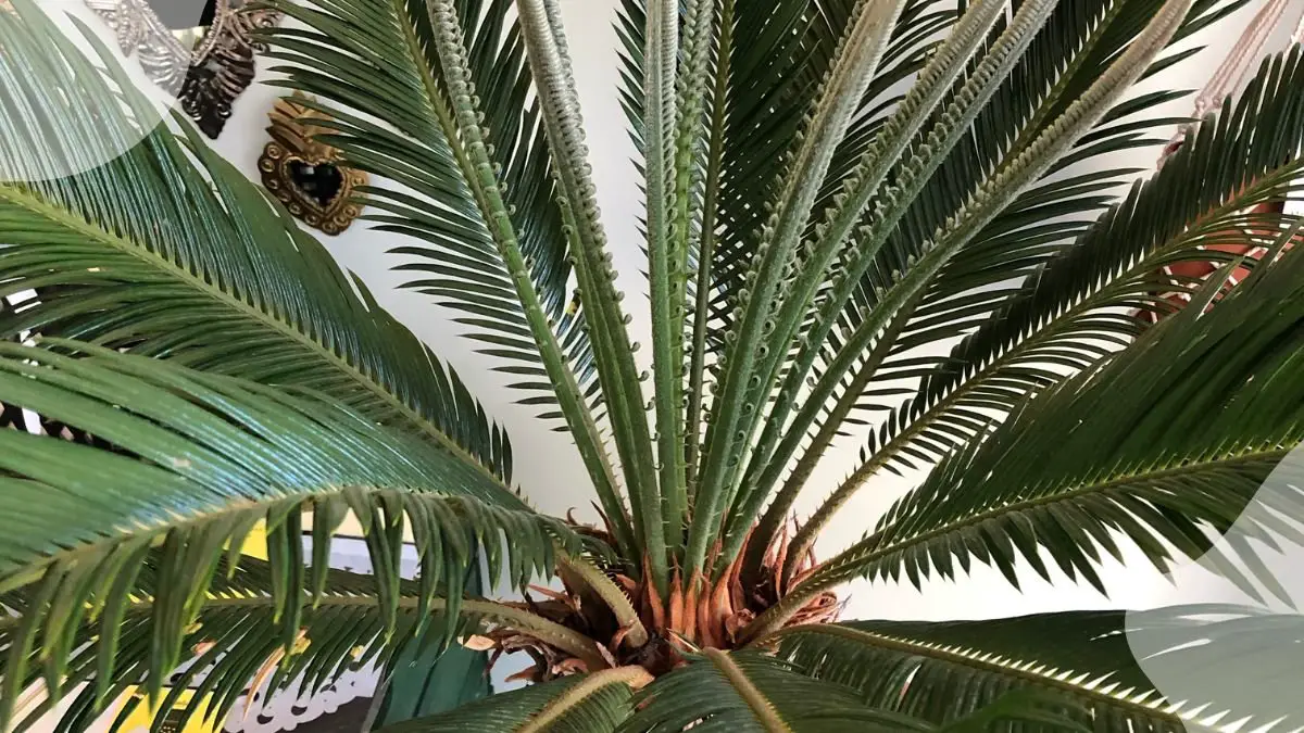 Spiky Palm Plants: Care, Issues, Benefits