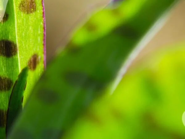 Spots on Orchid Leaves: Pest Identification & Management