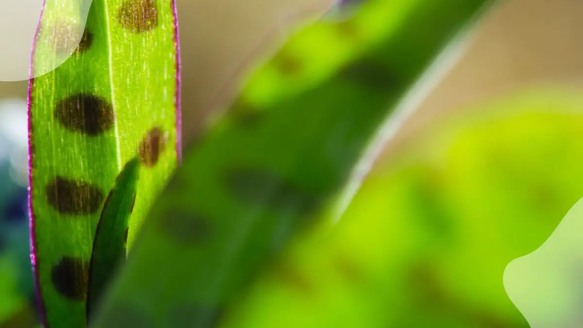 Spots on Orchid Leaves: Pest Identification & Management