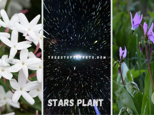 Stars Plant: Ultimate Growing Guide