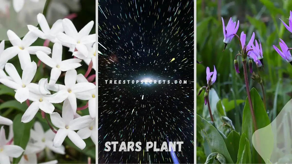 Stars Plant: Ultimate Growing Guide