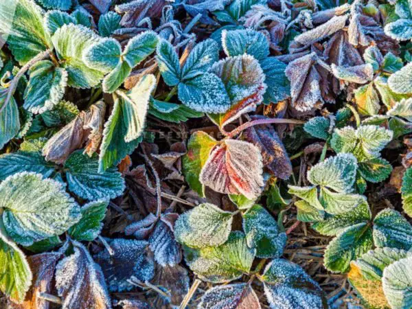 Strawberry Plants in Winter: Maximizing Spring Bounty