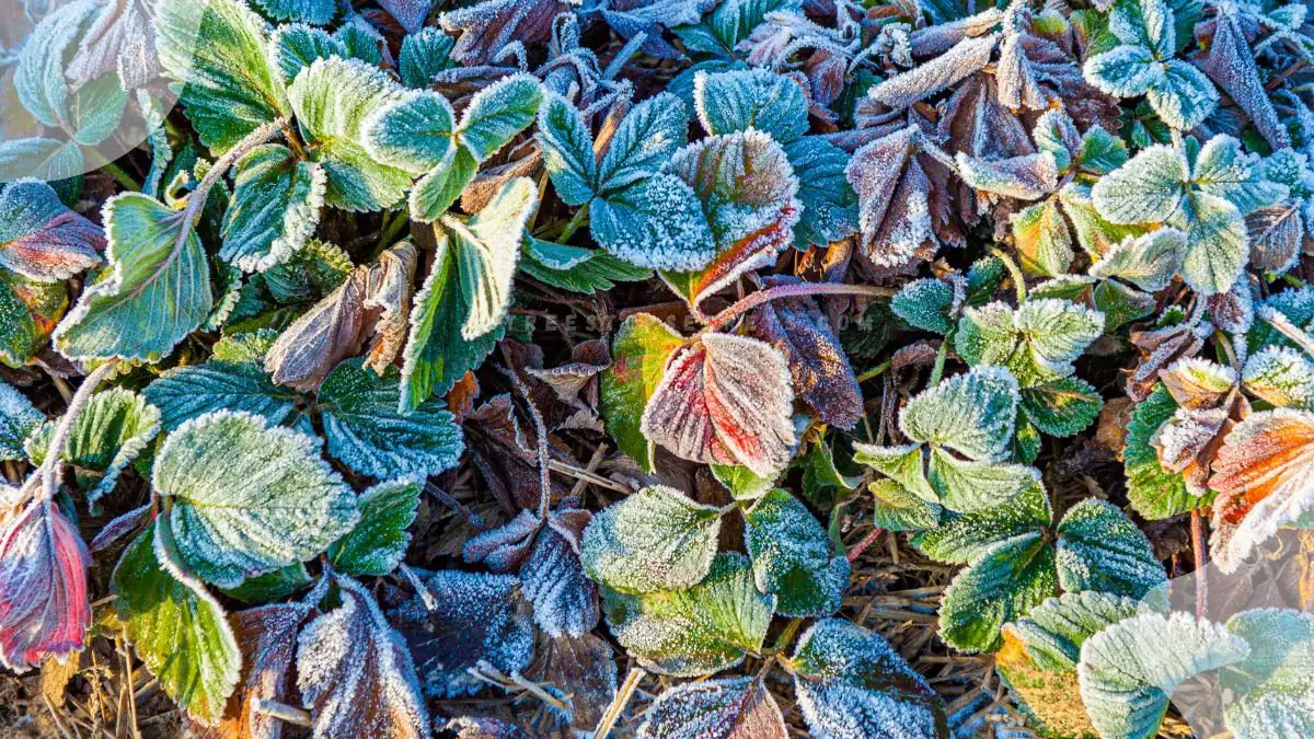 Strawberry Plants in Winter: Maximizing Spring Bounty