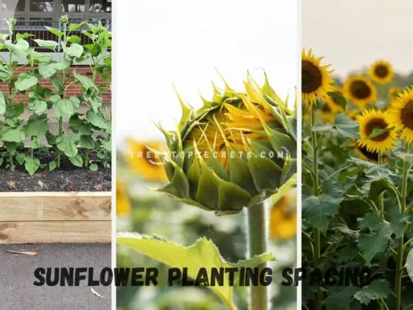Sunflower Planting Spacing: Maximize Growth!